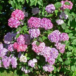 Hortnsia serrata 'Preziosa'